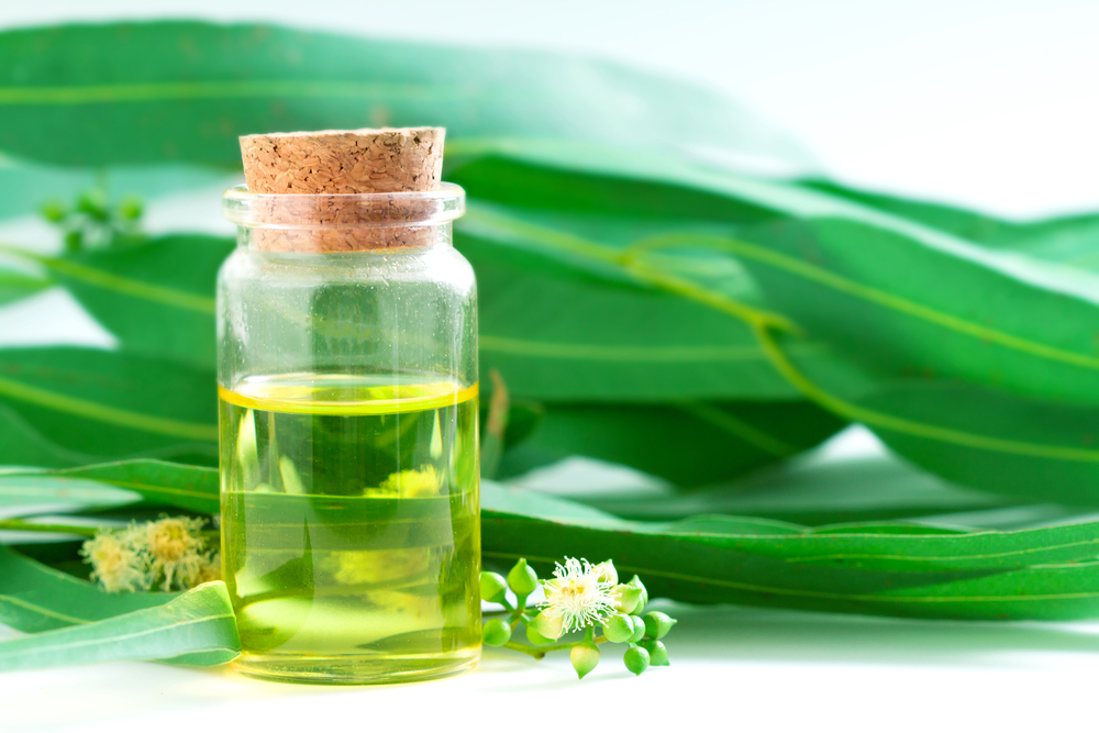 Eucalyptus Oil In Skin Care: Uses, Benefits, Side Effects And More